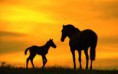 /album/hayvanlar-alemi/www-wallpapersharing-com-horses-sunset-wallpapers-jpg/